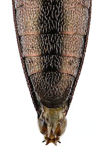 Euryspilus australis, PL5649, female, from Lepidosperma sp. (PJL 3595), showing ovipositor, SE, 8.8 × 2.3 mm